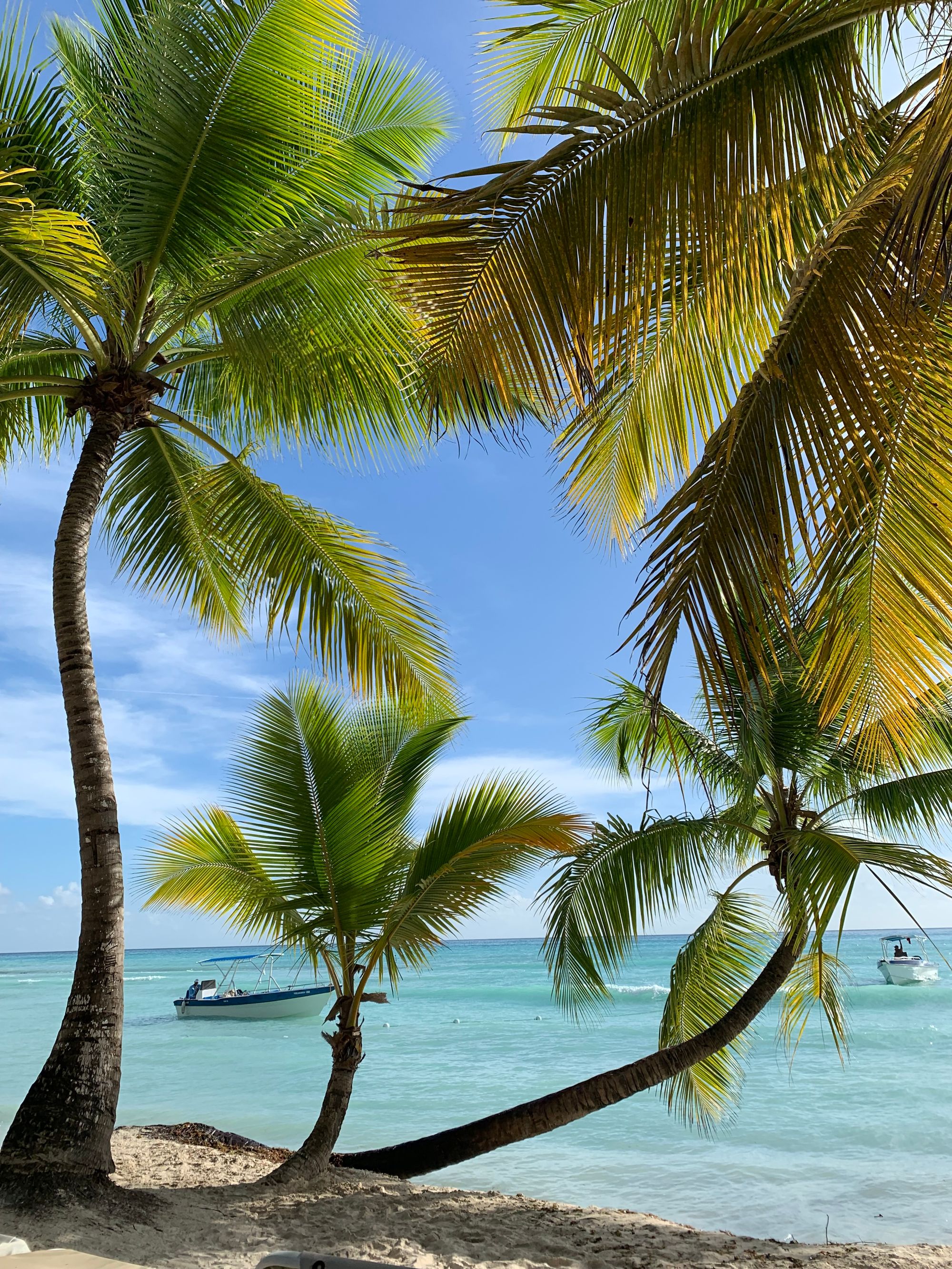 Costa y palmeras en República Dominicana